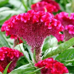 PINK Cockscomb Seeds